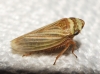 Aphrodes cf. makarovi