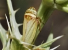 Aphrodes sp.