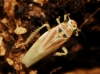 Arboridia sp.