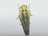 Arboridia sp. Arboridia sp.