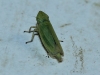 Arthaldeus cf. striifrons