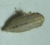 Artianus interstitialis/ manderstjernii