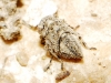 Austroagallia sp.
