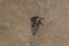 Centrotus cornutus Centrotus cornutus