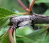 Centrotus cornutus Centrotus cornutus