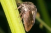 Centrotus cornutus Centrotus cornutus