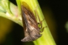 Centrotus cornutus Centrotus cornutus