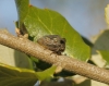 Centrotus cornutus Centrotus cornutus