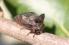Centrotus cornutus Centrotus cornutus