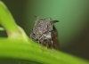 Centrotus cornutus Centrotus cornutus