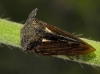 Centrotus cornutus Centrotus cornutus
