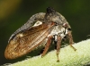 Centrotus cornutus