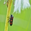 Cercopis intermedia Cercopis intermedia