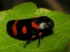 Cercopis intermedia Cercopis intermedia