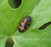 Cercopis intermedia Cercopis intermedia