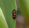 Cercopis intermedia Cercopis intermedia