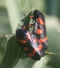 Cercopis intermedia Cercopis intermedia