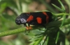 Cercopis intermedia Cercopis intermedia