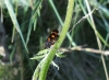 Cercopis intermedia Cercopis intermedia