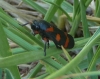 Cercopis intermedia
