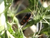 Cercopis intermedia Cercopis intermedia