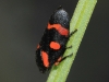 Cercopis intermedia Cercopis intermedia