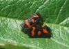 Cercopis intermedia Cercopis intermedia