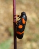 Cercopis intermedia Cercopis intermedia