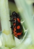 Cercopis intermedia Cercopis intermedia