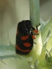 Cercopis intermedia Cercopis intermedia