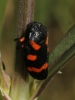 Cercopis intermedia Cercopis intermedia