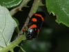 Cercopis intermedia Cercopis intermedia