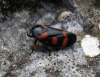 Cercopis intermedia Cercopis intermedia
