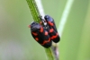 Cercopis intermedia Cercopis intermedia
