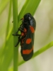 Cercopis intermedia Cercopis intermedia