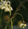 Cercopis intermedia Cercopis intermedia