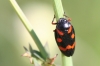 Cercopis intermedia Cercopis intermedia