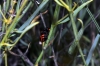 Cercopis intermedia Cercopis intermedia