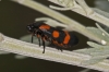 Cercopis intermedia Cercopis intermedia