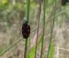 Cercopis intermedia Cercopis intermedia