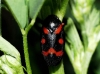Cercopis intermedia Cercopis intermedia