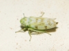Chlorita?? 1d7