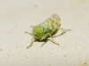 Chlorita?? 2d7