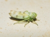 Chlorita?? 3d7