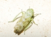 Chlorita?? 4d7