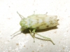 Chlorita?? 5d7