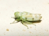 Chlorita?? 6d7
