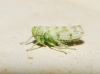 Chlorita?? 7d7
