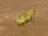 Chlorita sp. Chlorita sp.