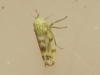 Chlorita sp. Chlorita sp.